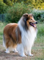 /album/fotogaleria/a1dog-rough-collie-portrait-copia-copia-jpg/